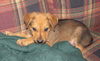 Clarabelle
