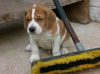 Benjamin P. Dog