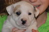 Petunia
