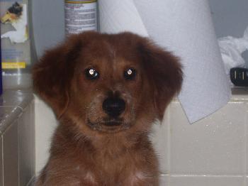 Bailey