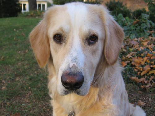 Bailey
