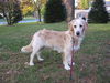Bailey