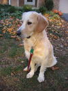 Bailey