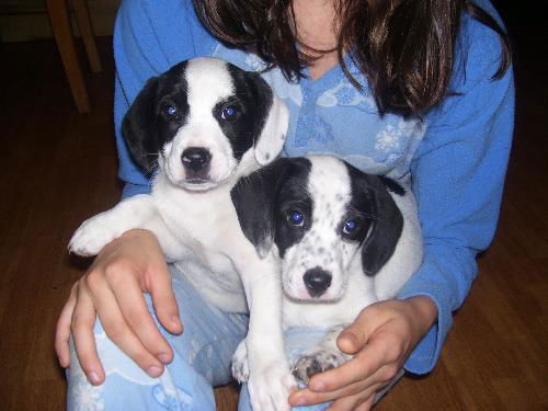 Kate(puppy on the left)