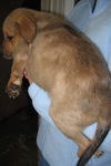 Wilbur