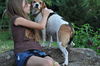 Annie the Beagle
