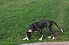 Achilles