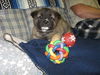 Bailey
