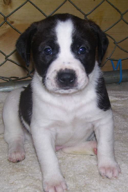 Bernard