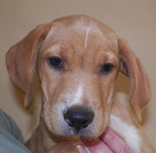 Wesson