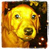 Fern