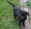 Bandit