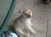 Lily