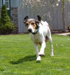 Darby