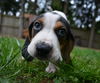 Rufus