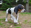 Clementine