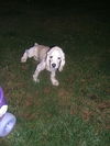 Bailey the cocker
