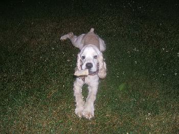 Bailey the cocker