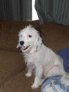 Harper