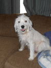 Harper