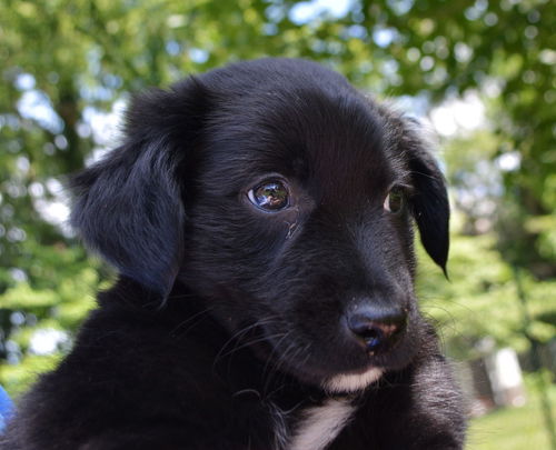 Baxter