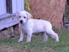 Marley