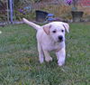 Marley