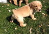 Cinnamon