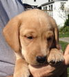 Cinnamon