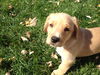 Cinnamon