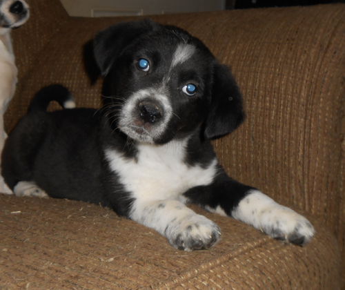 Baxter