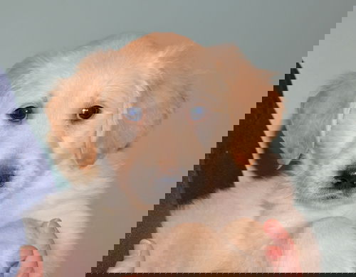 Barley