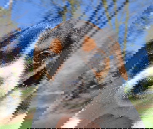 Bantam