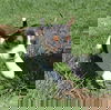 Bantam