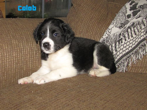 Caleb
