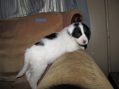 Calvin
