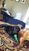 Izzy