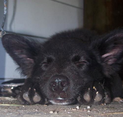 Wilbur