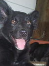 Wilbur
