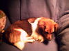 Lady Sadie