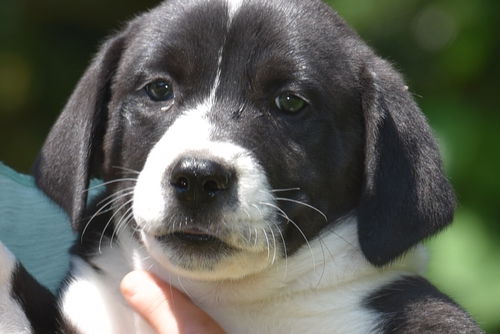 Farley