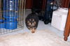 Bandit