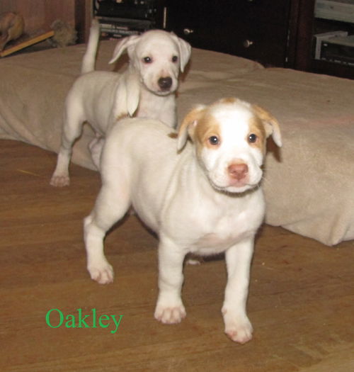 Oakley