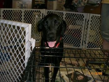 Bailey