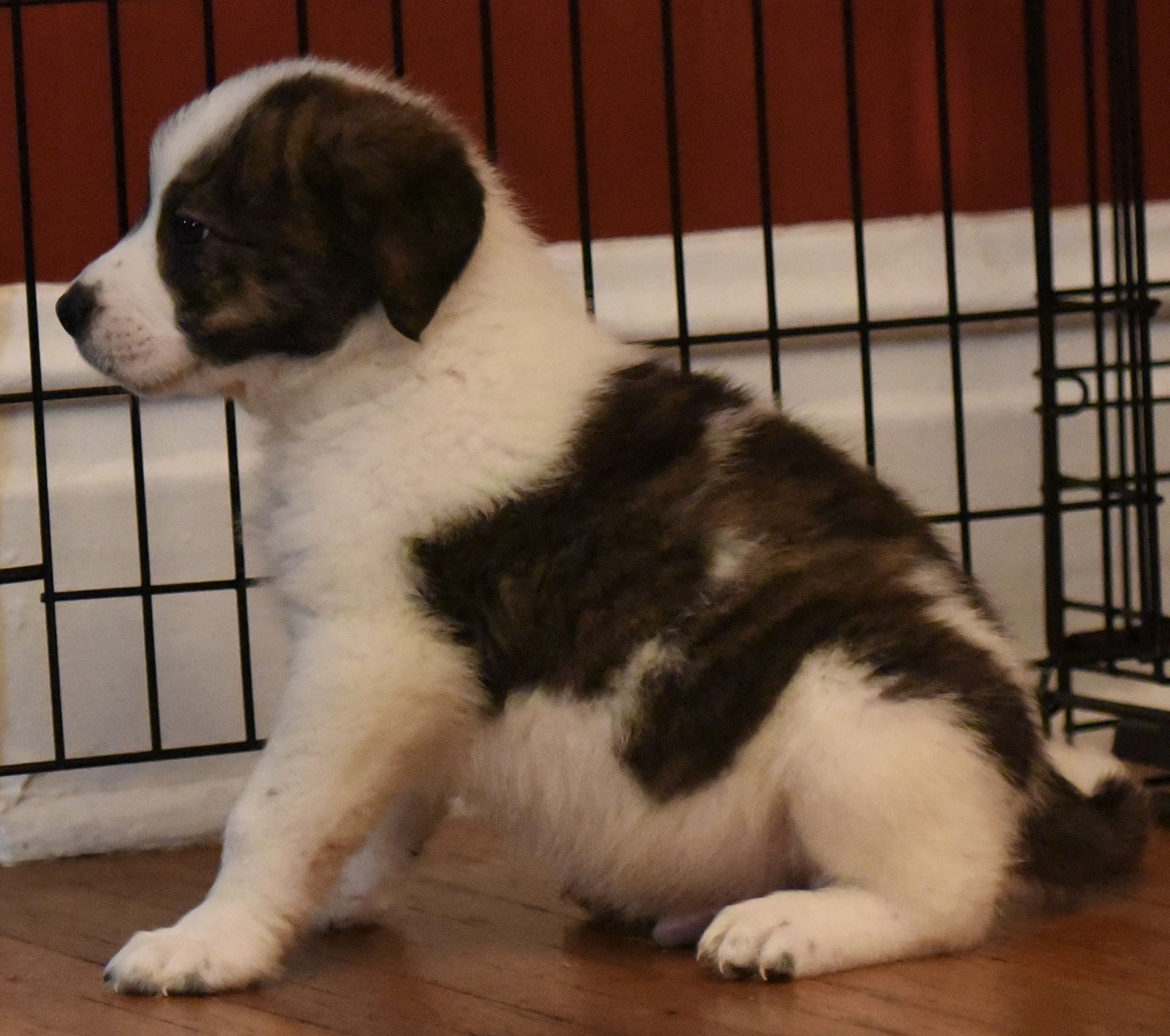 Saint bernard australian shepherd mix best sale for sale