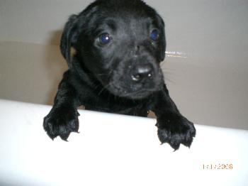 Barney