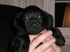 Barney