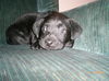 Barney