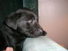 Barney