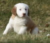 Oliver